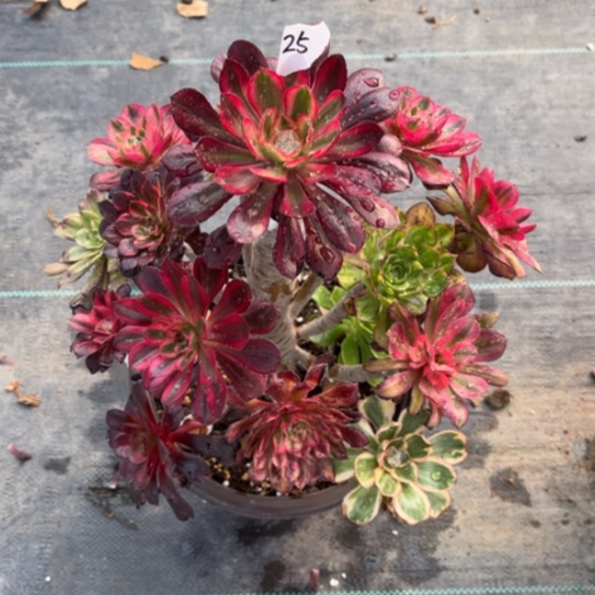 【闪购商品】25嫁接多肉法师