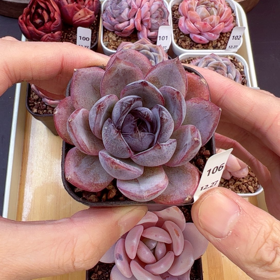 好好看106、哈哈哈哈