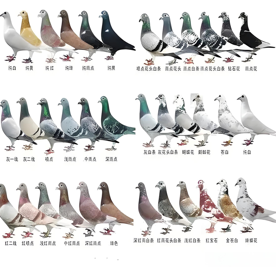 信鸽赛鸽成绩鸽鸽子笼子鸽子用品