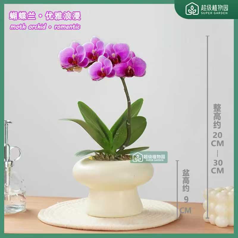 【带花带花苞发货】蝴蝶兰花卉盆栽室内盆栽客厅好养活多季开花植物