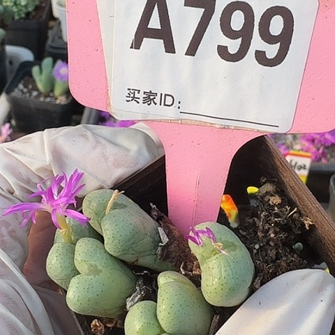 潇****799中央音乐学院营业执照