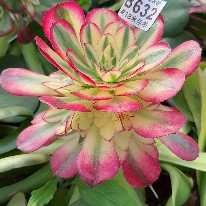 多肉法师荔枝朵朵