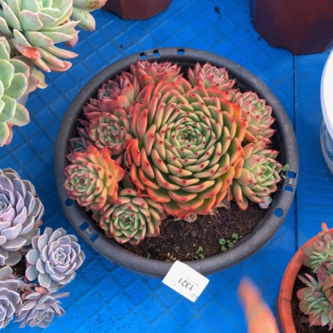 自****家1321蓝月亮多肉