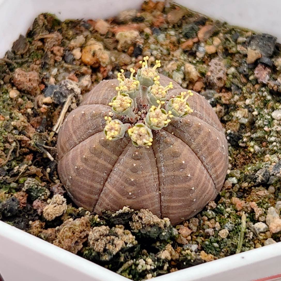 实生 欧系布纹球公仔