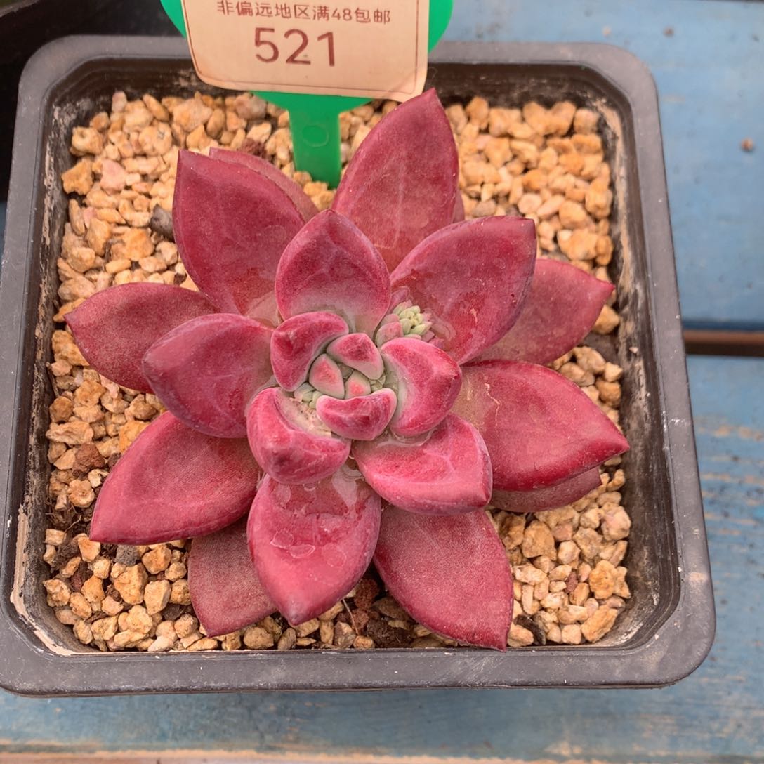 赫菲斯托单头开播福利521