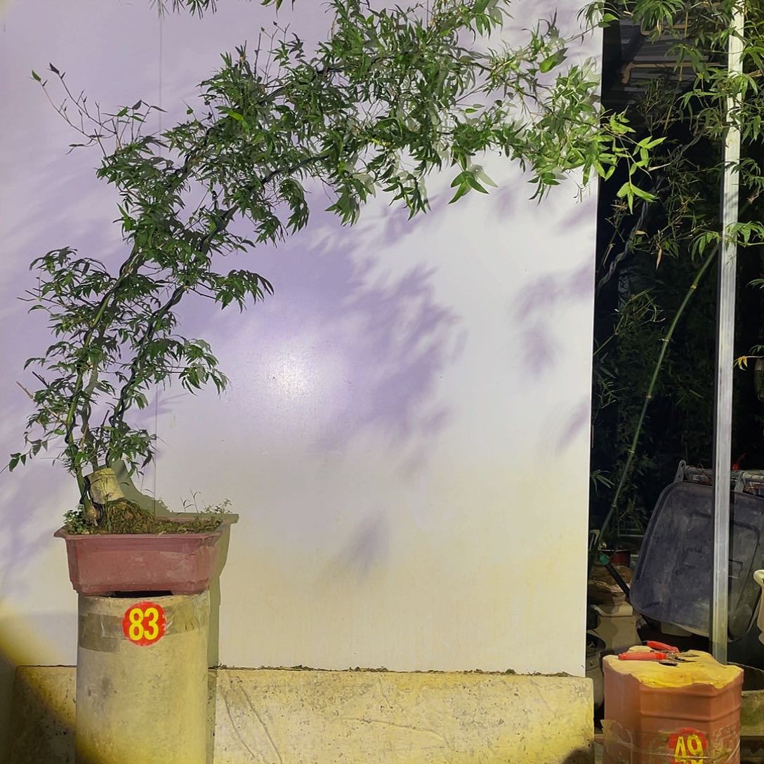 黑***属无花朵小叶簕竹熟桩塑料盆包邮 