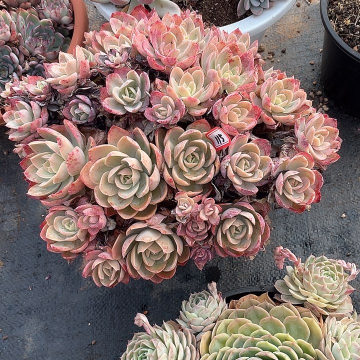 115丝绸 一物一拍多肉