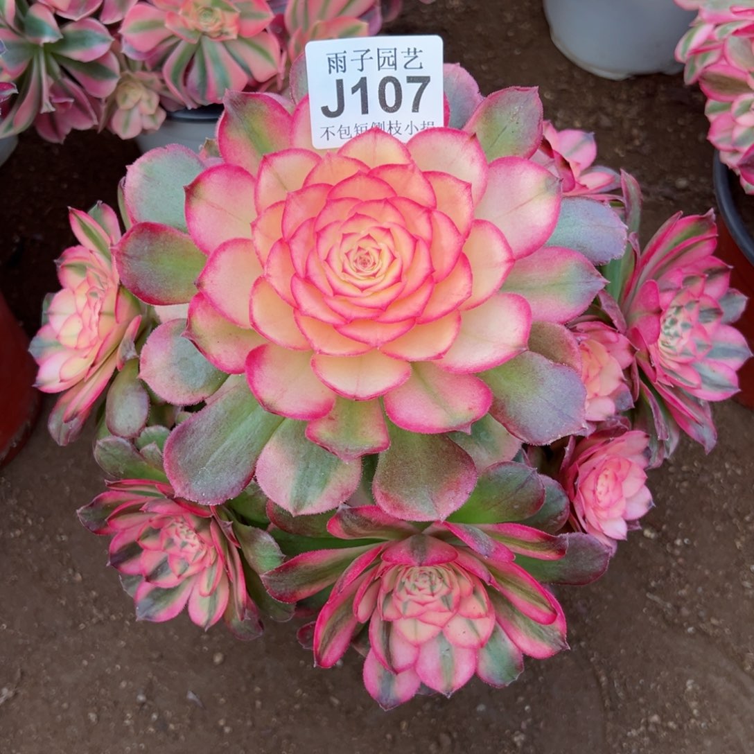 107荔枝尺寸25左右