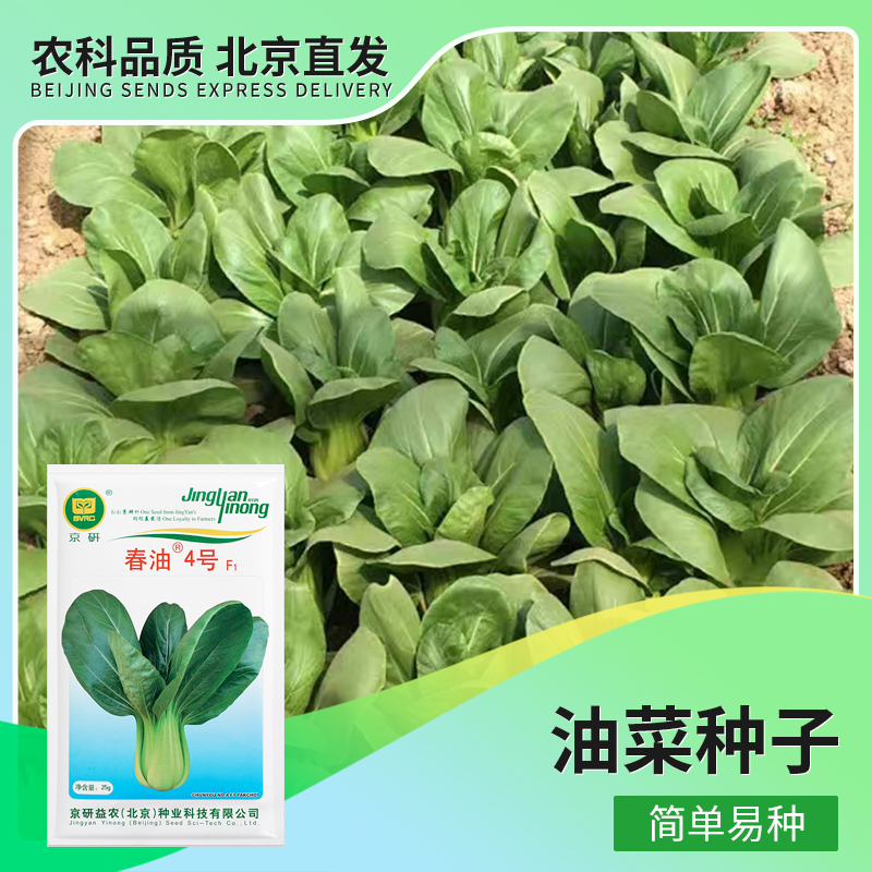 京研【农科院】春季小油菜种子青梗菜上海青四季播蔬菜种子阳台盆栽