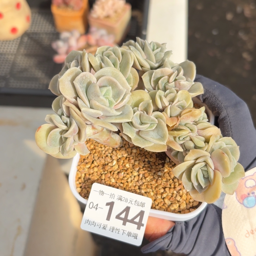 可爱玫瑰缀化无无盆土发货