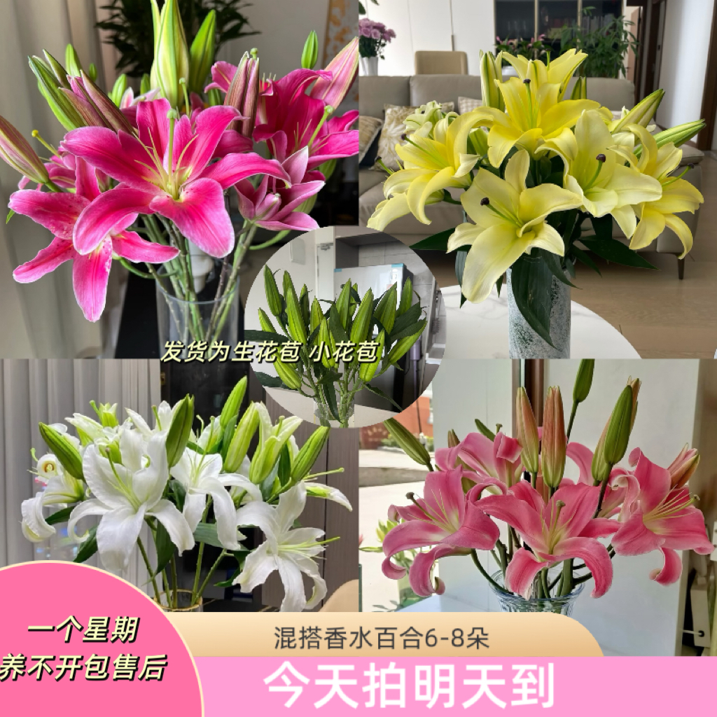 新年特价【混搭香水百合6-8朵】2-3支 花苞发货 今天拍明天到5度以下加拍保温棉
