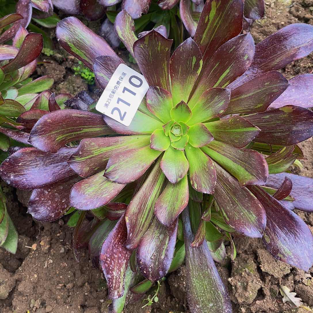 2110欧若拉多肉植物