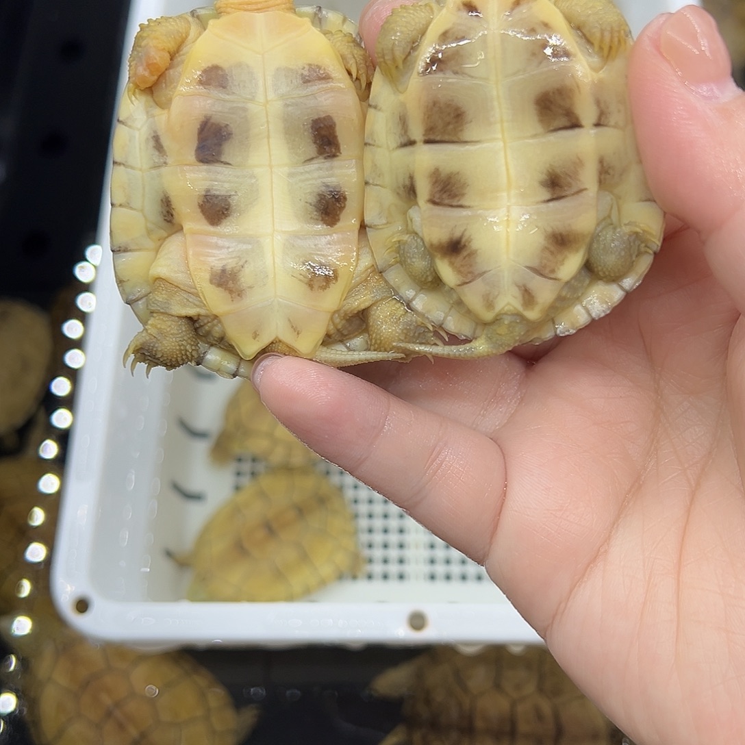 杨***险宠物龟不分公母加温包