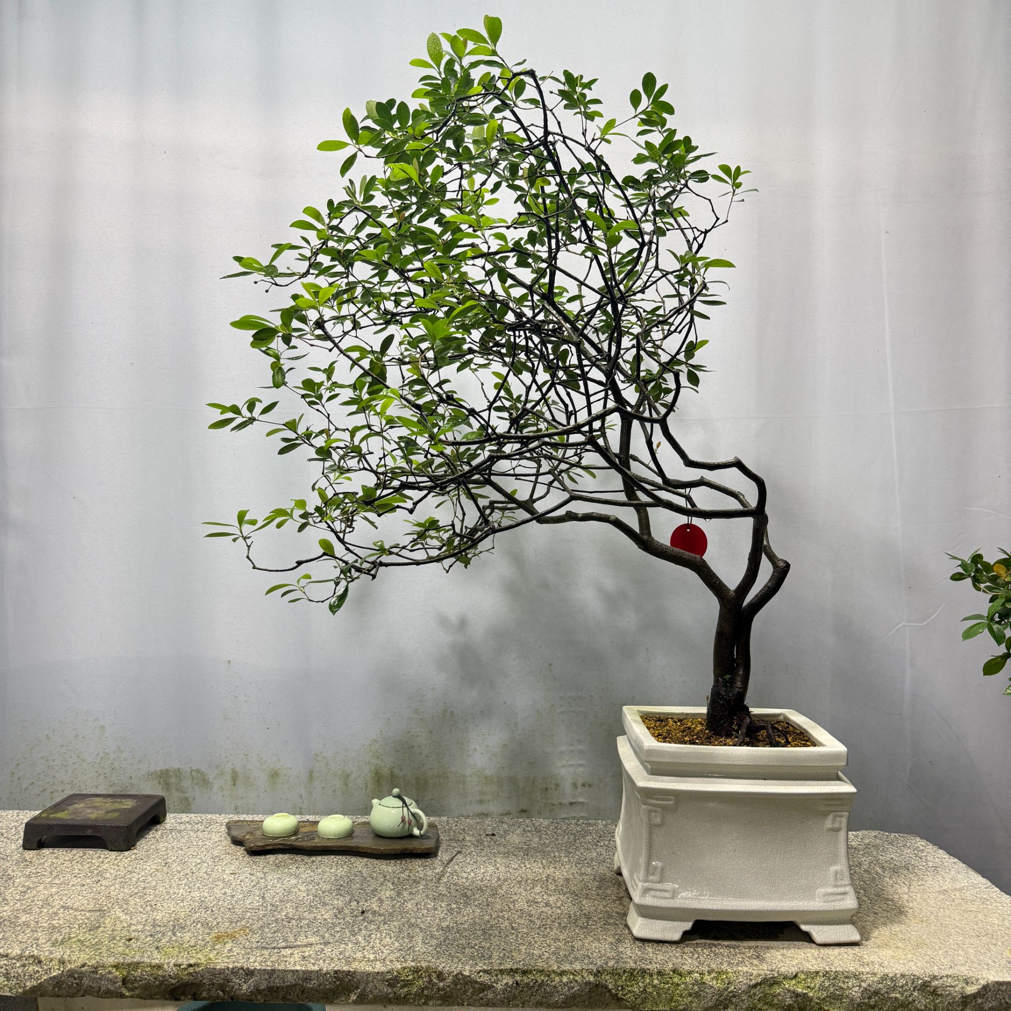 一物一拍，2小小盆景海岛园小叶栀子花盆景中式禅意室内造景四季