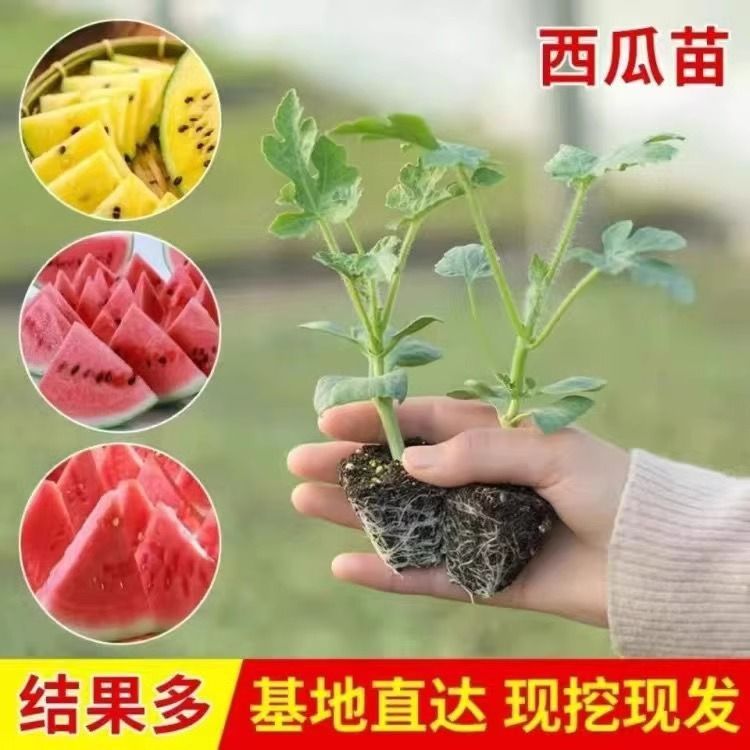 早熟麒麟，美都，西瓜苗8424无籽高产阳台庭院盆栽种植