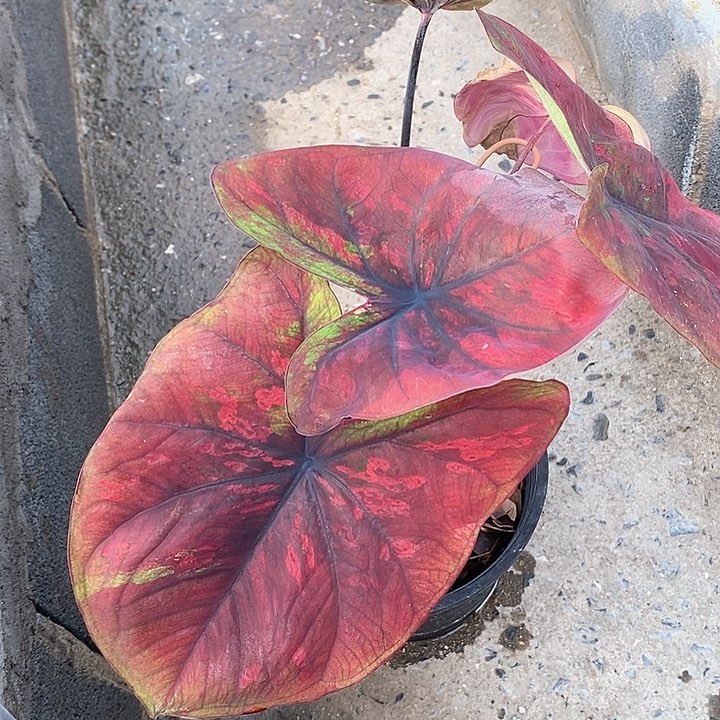 泰国彩叶 3011-0126