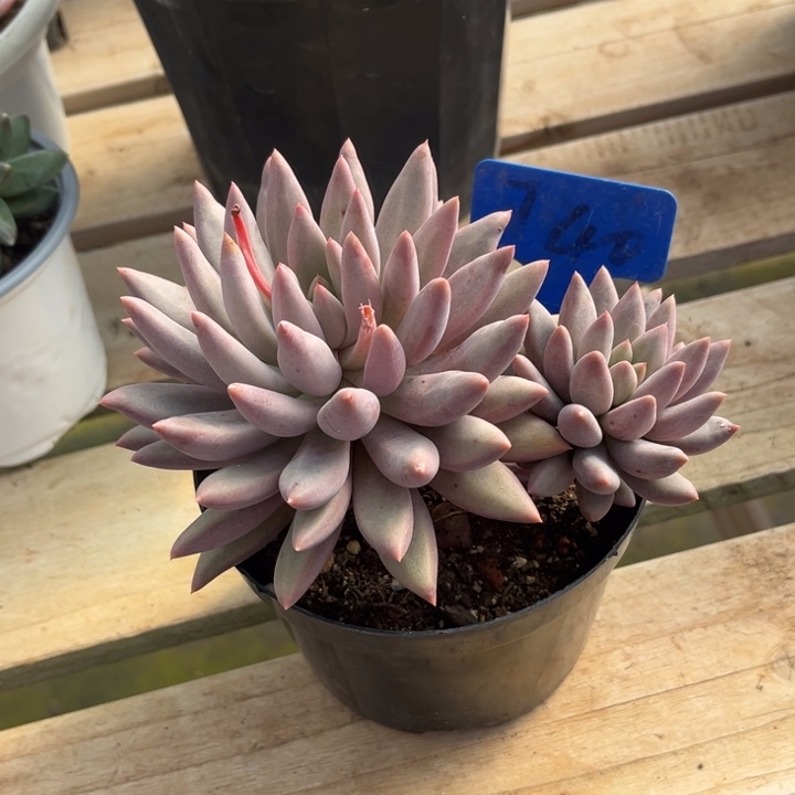 红蜻蜓多肉植物4 0