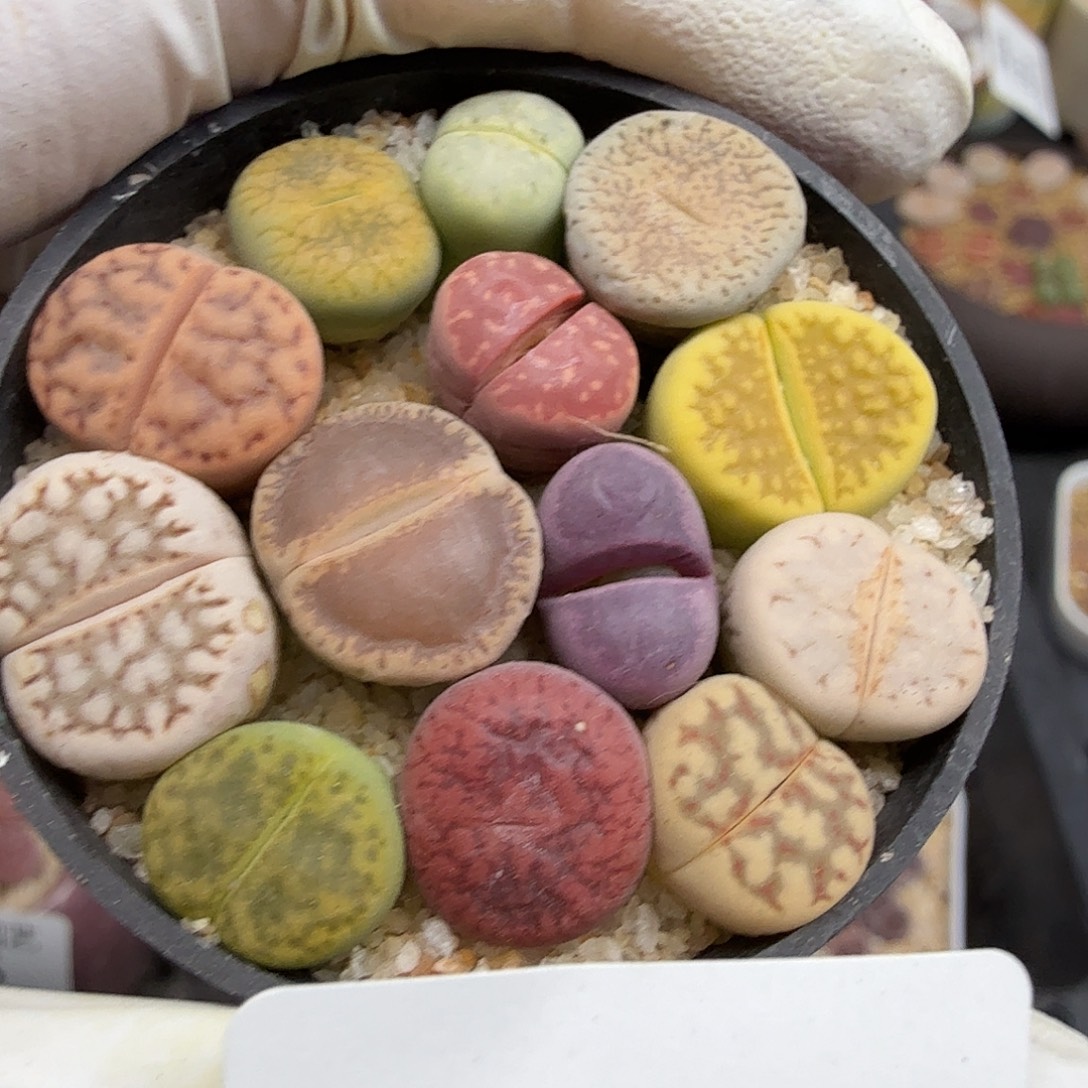 这个点睡起来都会梦214哈哈