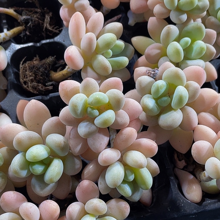 小洛神奶1.5带土发过