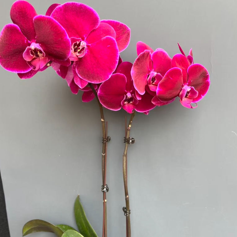 蝴蝶兰(霓虹灯)3.5寸花剑苗