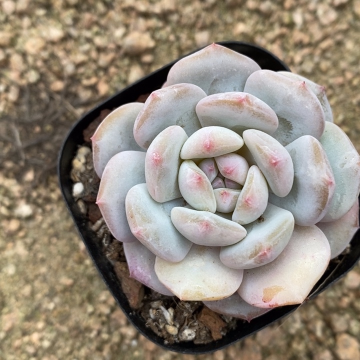 全部花苞Ꭽ****星星城锦