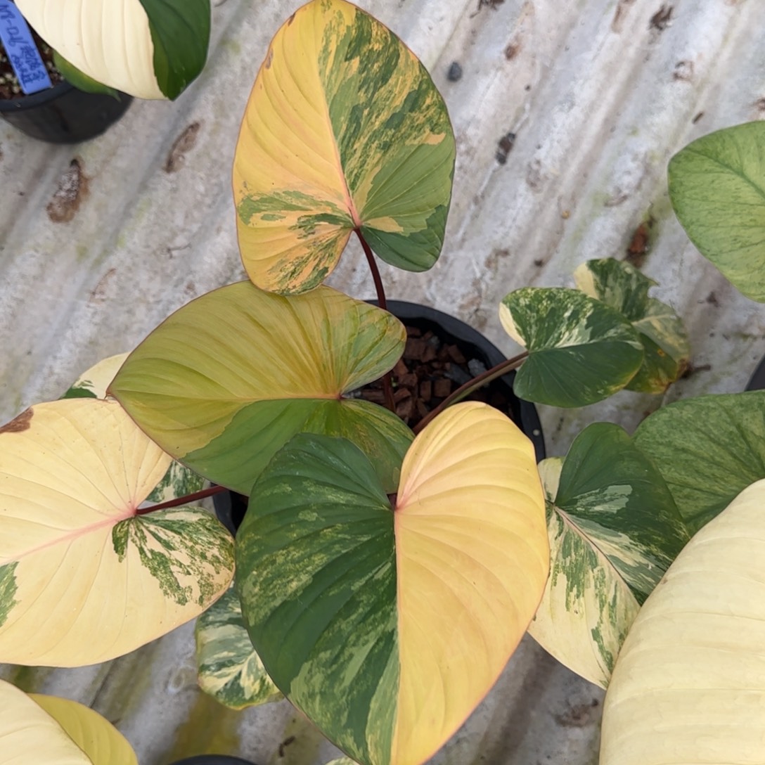 11-1225泰国发货黄锦