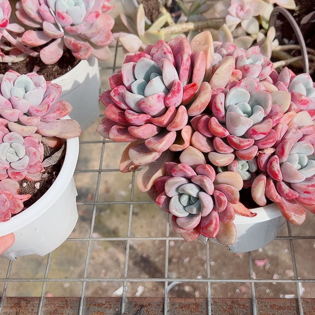 花斑露多头群生老桩特价