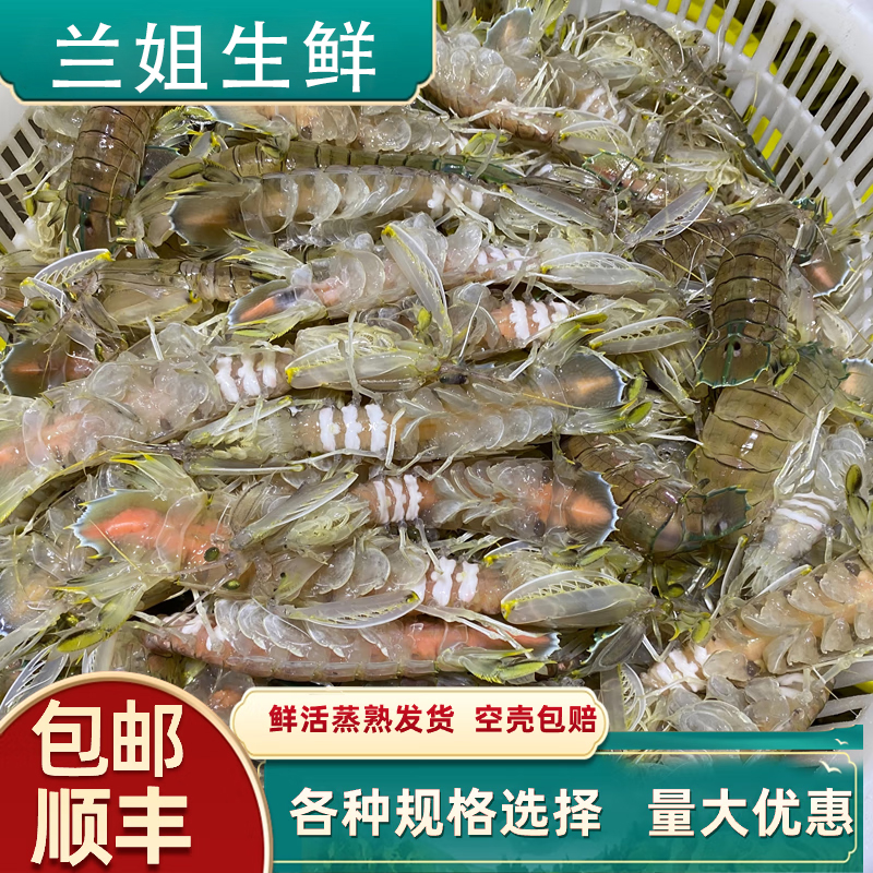 东港中号公母混虾爬子鲜活皮皮虾本地发货保鲜不保活顺丰包邮