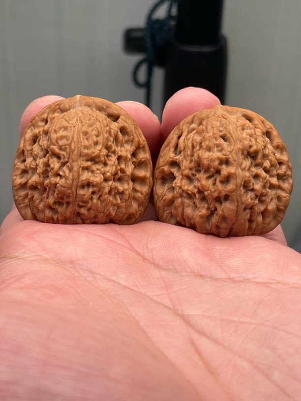 37边36肚全品赵氏南疆文玩核桃手把件