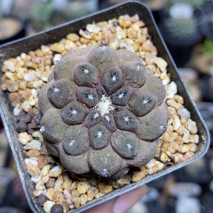 实生蜥蜴皮306号3.5cm