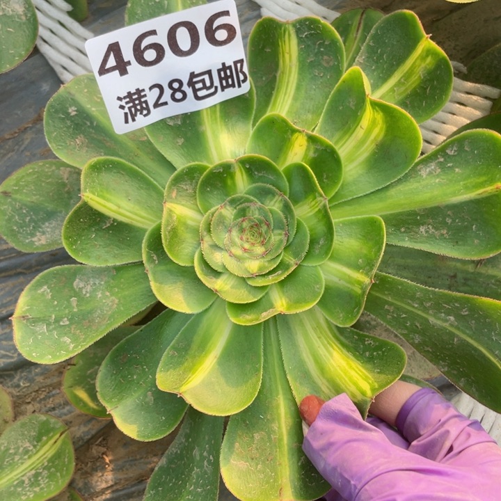 4606二号棚暴君多肉A