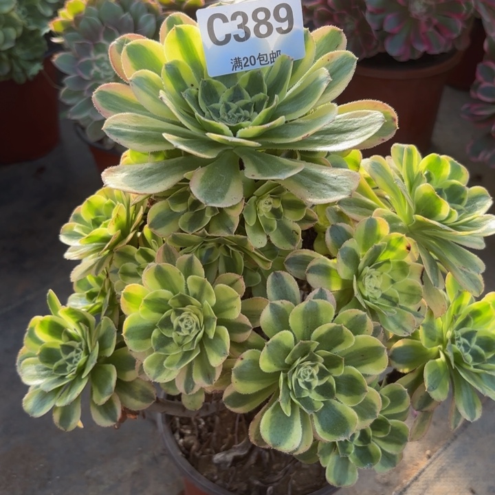瑞妈多肉植物，389.宝