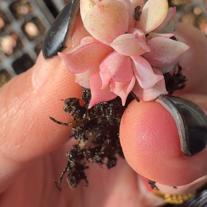 粉蝶变异多肉覆轮145