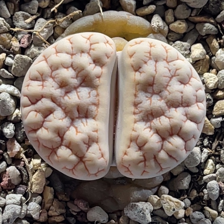 8882c374凹凸碎问1尺寸2.8