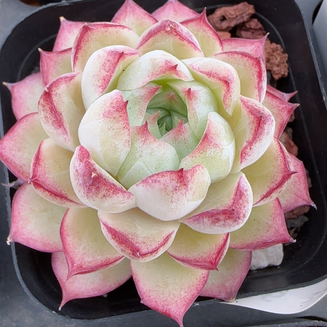 花语逸镜0313-256