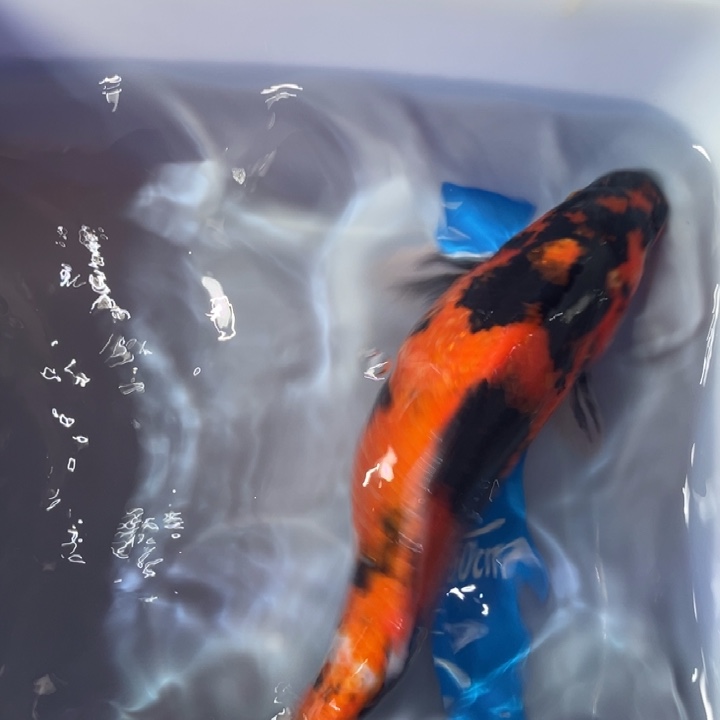 锦鲤锦鲤红白昭和