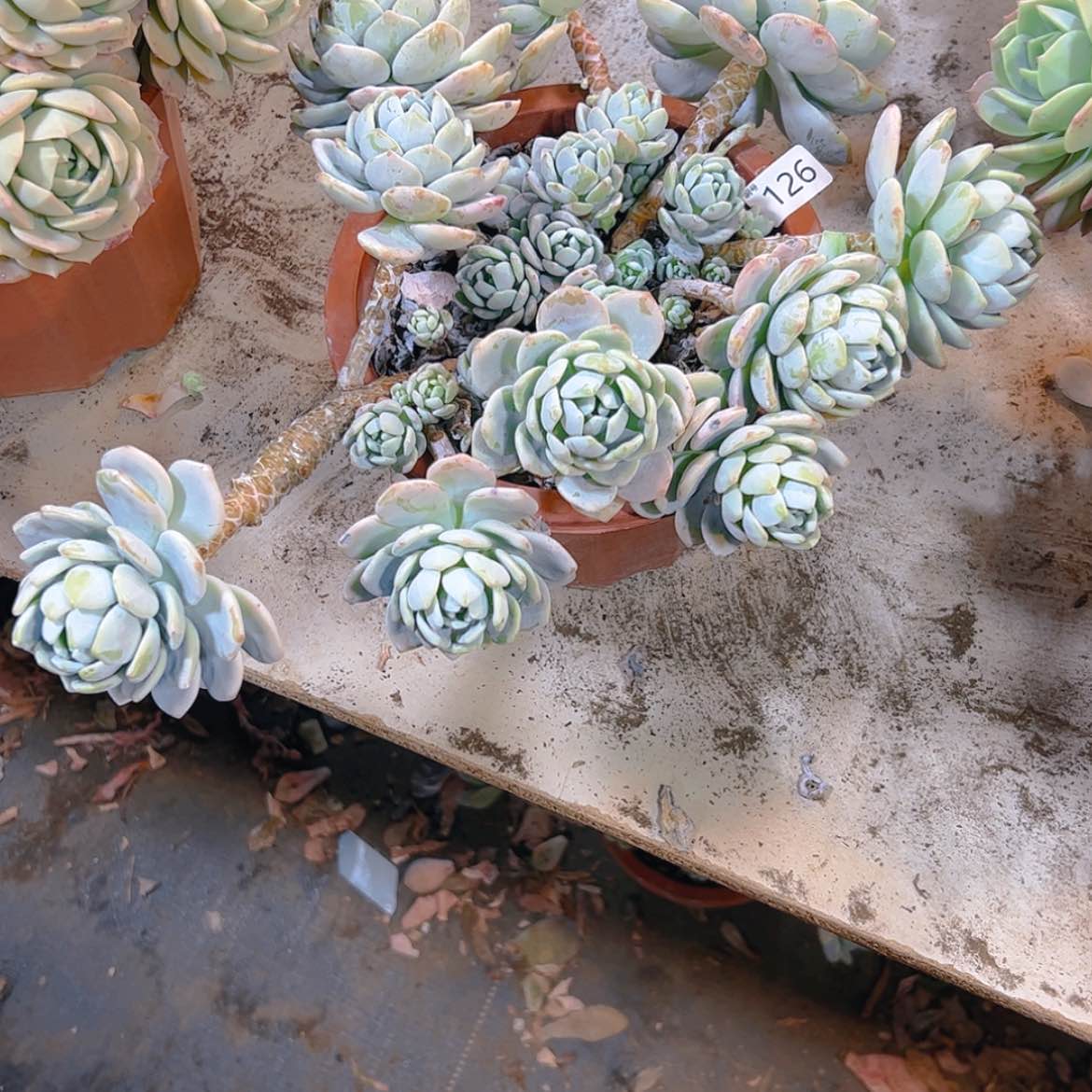 【闪购商品】橘*.瑕疵品冷香126多肉