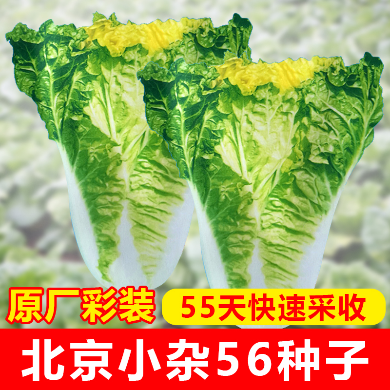 【满5包包邮】北京小杂6早熟黄心大白菜种5春籽高产抗病蔬菜种子夏