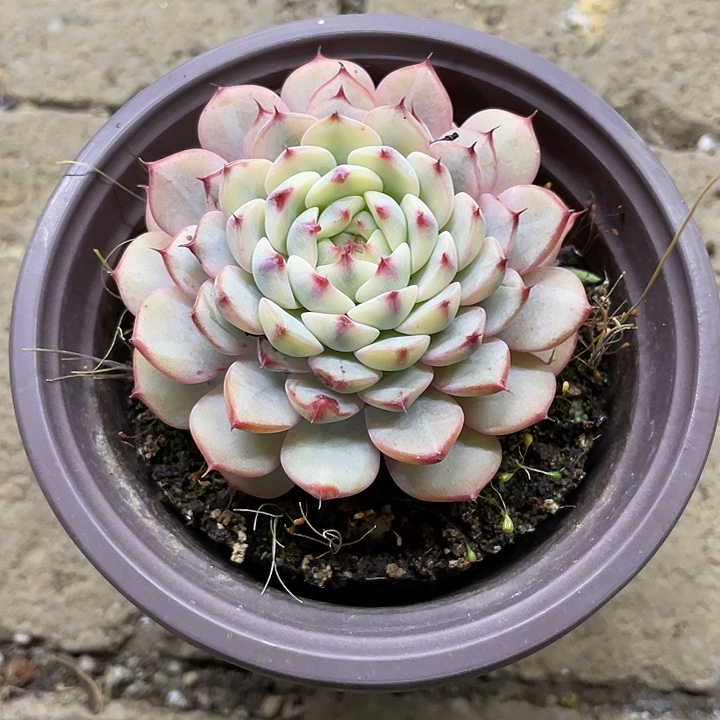 姬莲锦一物一拍锦龙