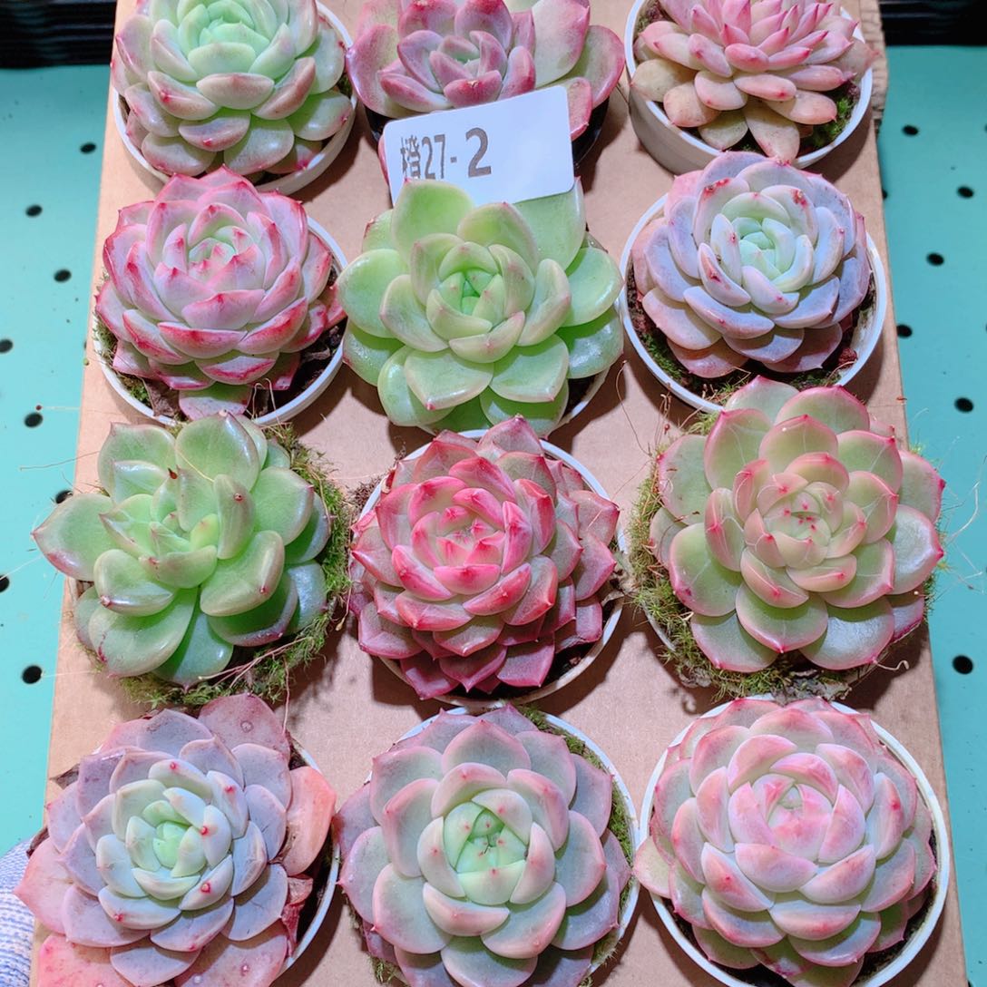 27-2一物一拍多肉带盆18颗