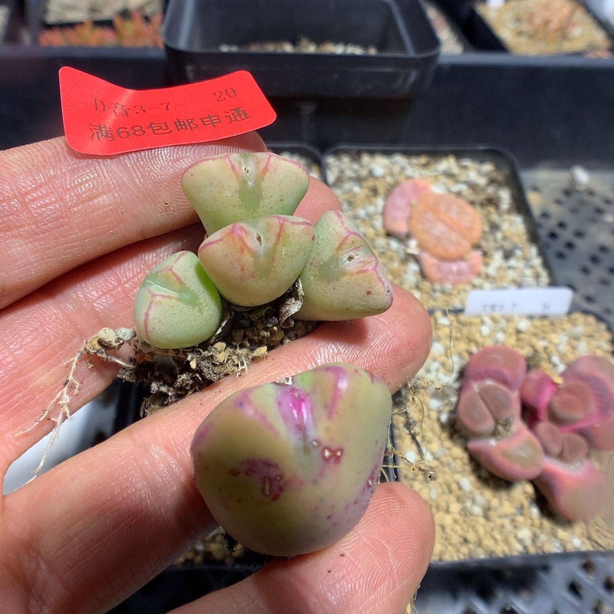 【闪购商品】3-7-20 杂2颗 25