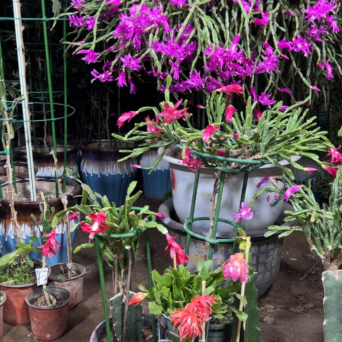 优**身叶仙嫁接一层紫色异类带花架