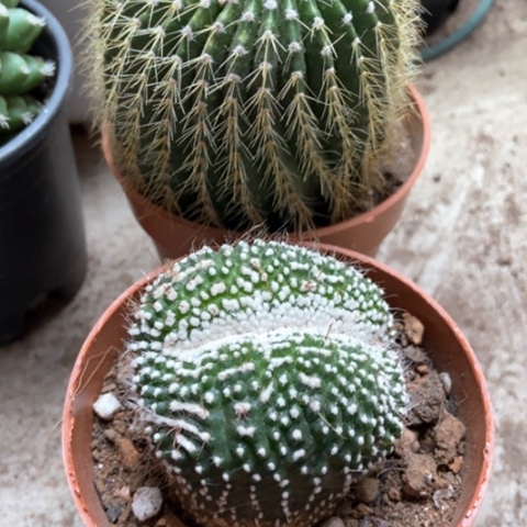 金冠松露仙人球5米仙人球