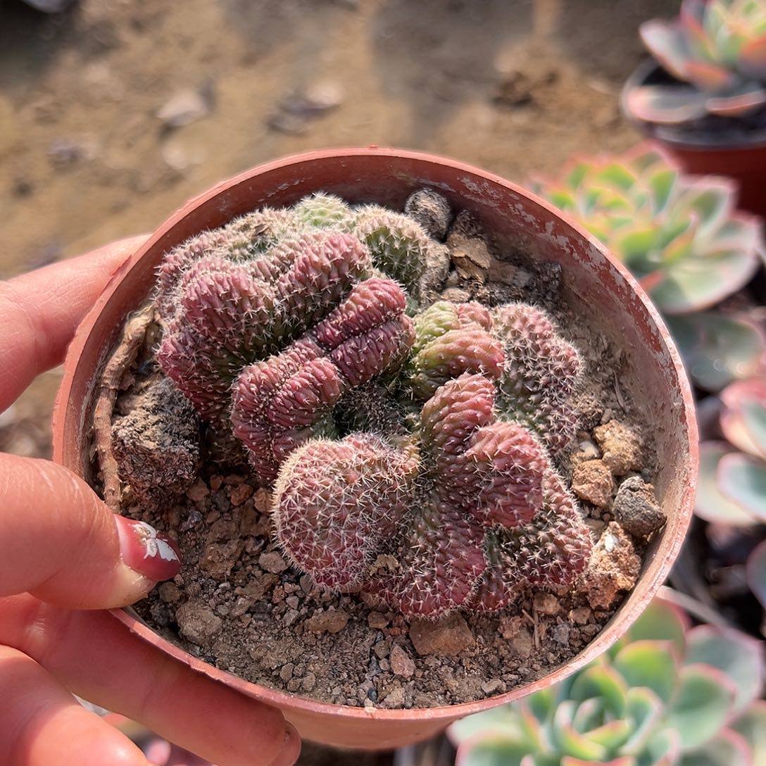 多肉植物红檀缀化