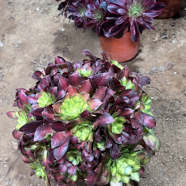 ，多肉植物法师韶华71