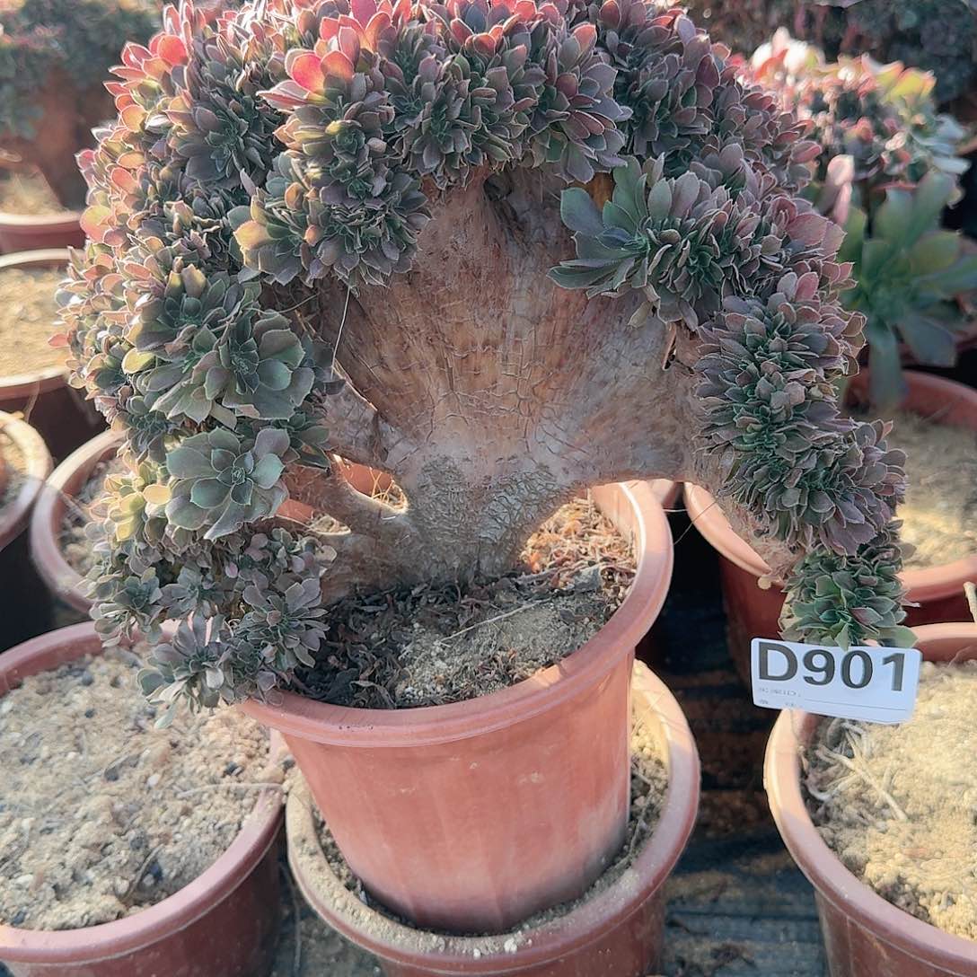 901玫瑰一颗呀呀