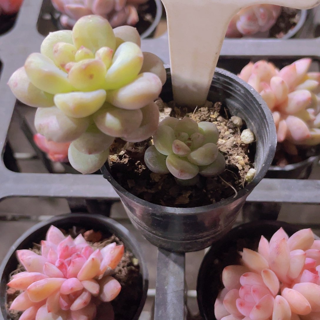 `****多阳光玫瑰a053一物一拍