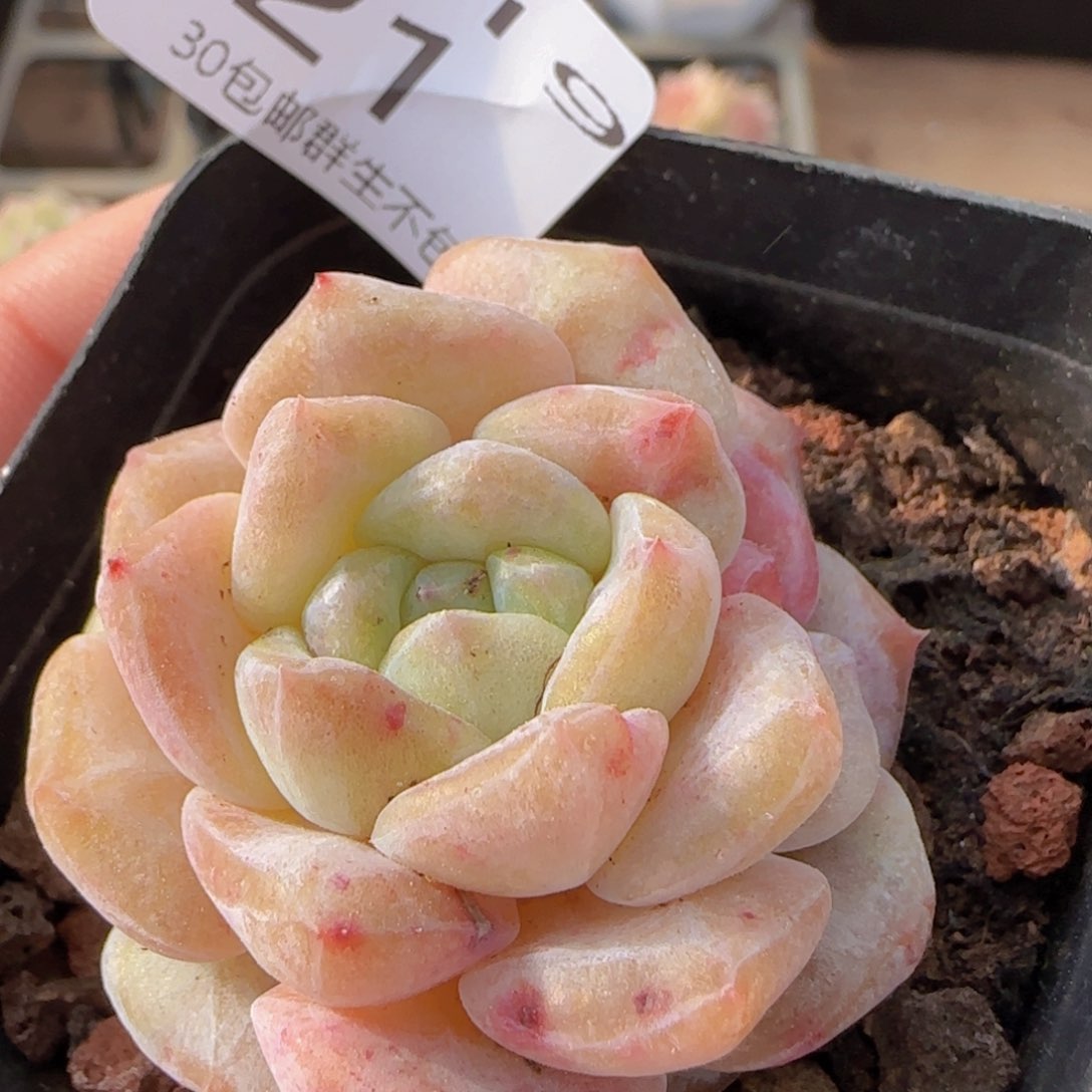 纯爱石化单头一颗脱土