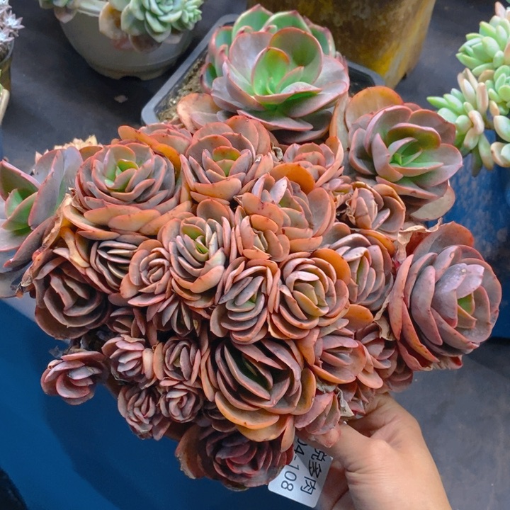 夏悦多肉 0304-108秀妍