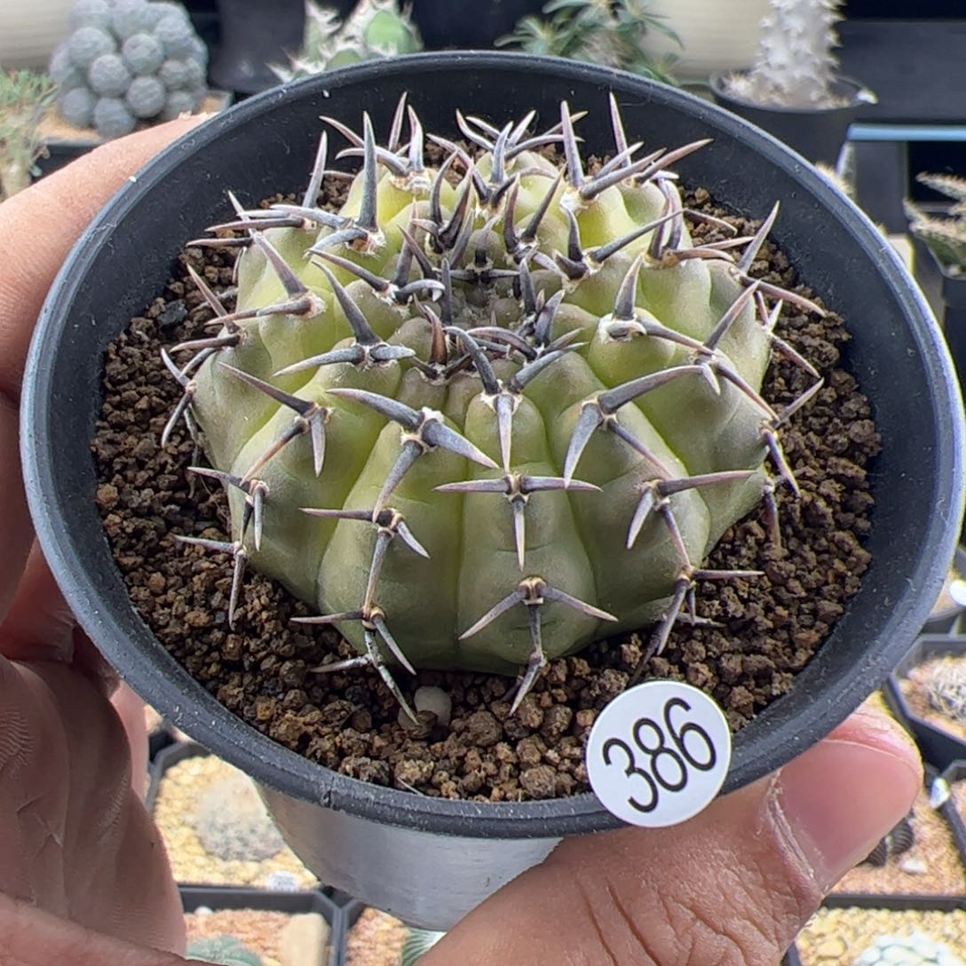 黑刺凤头4.8一物一拍386